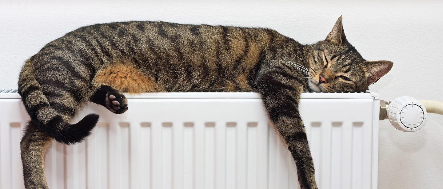 A History of Cats with Humans Boehringer Ingelheim