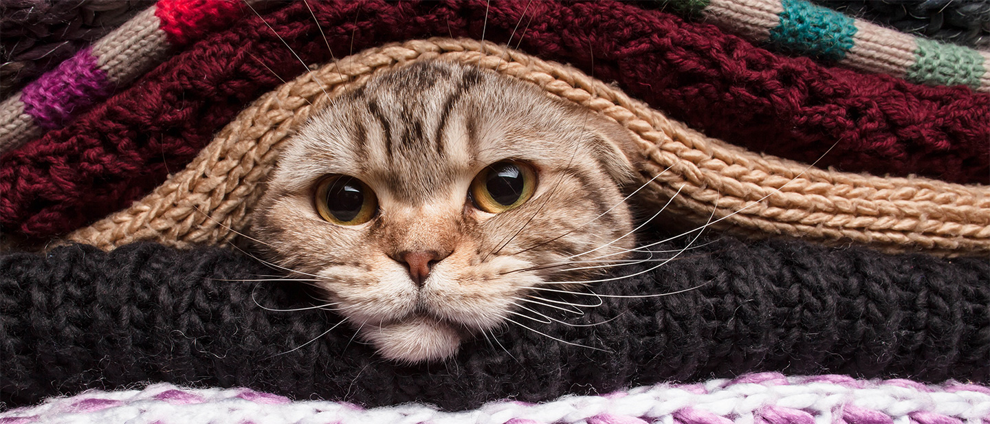 A History of Cats with Humans Boehringer Ingelheim