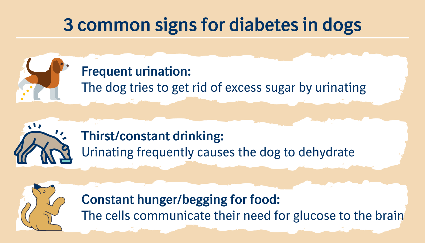 how does diabetes affect a dog