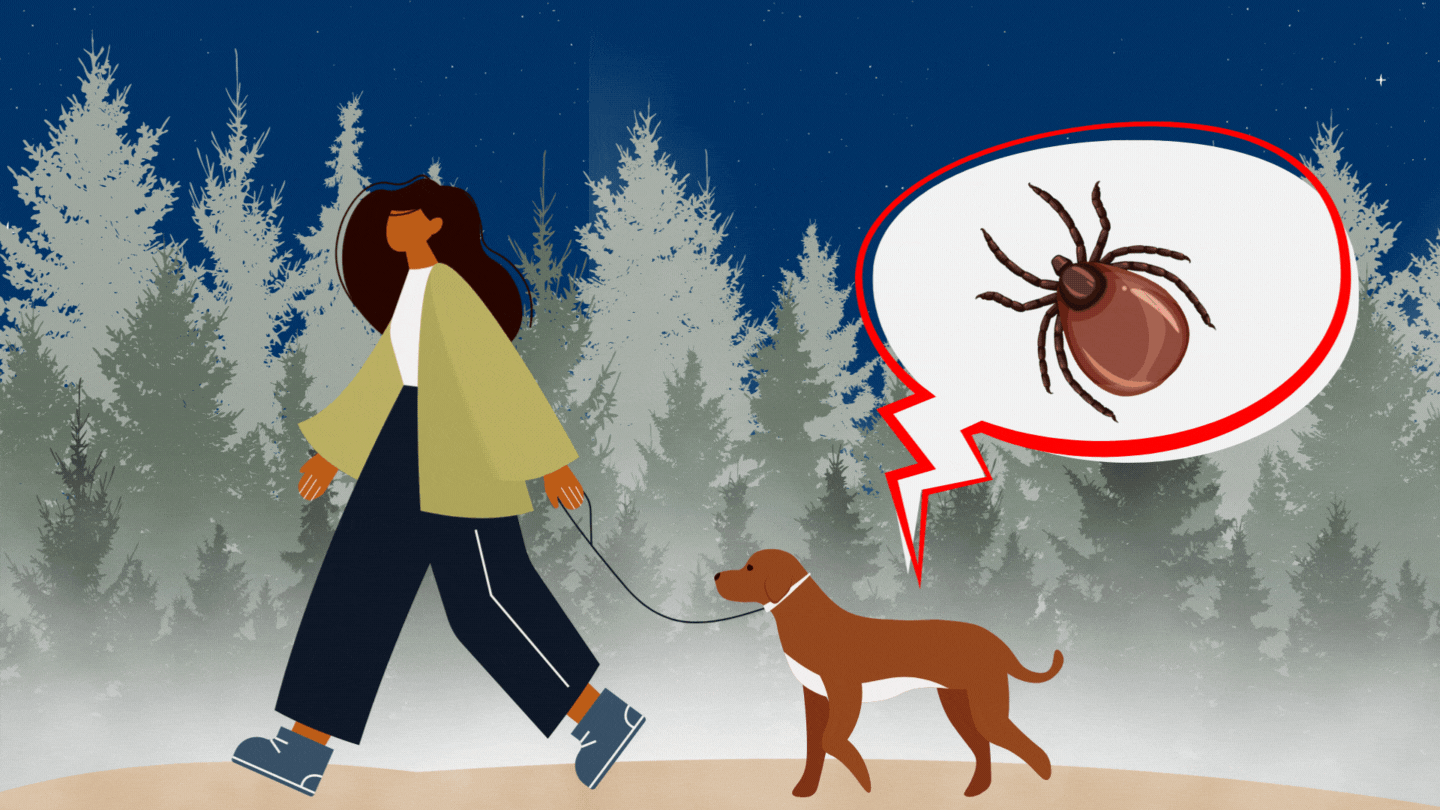 A woman walking through the forest with her dog. The dog has been bitten by a tick.