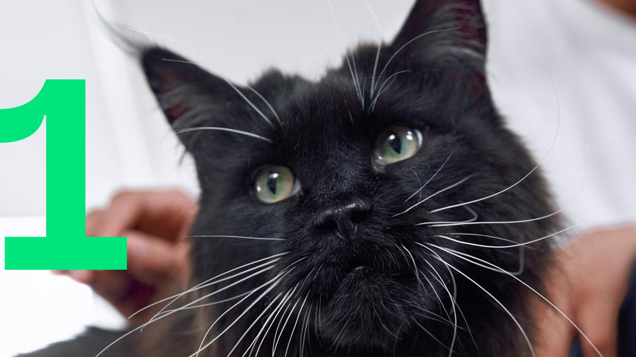 Impfung bei Katzen  zehn Dinge, die Sie wissen sollten | Boehringer  Ingelheim AT