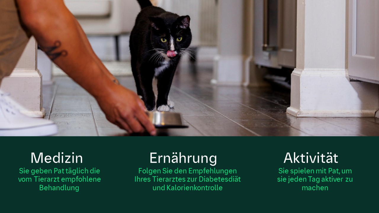 Wie äußert Sich Diabetes Bei Katzen www.boehringer-ingelheim.com