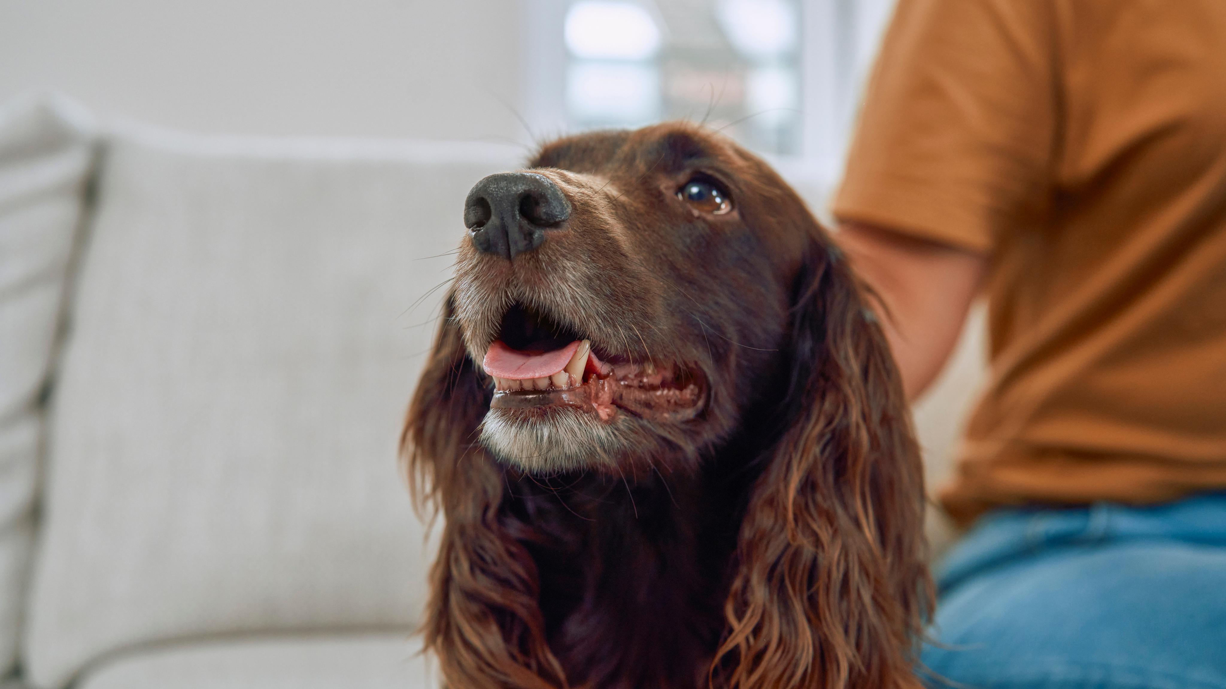 Floral De Bach Miado Excessivo Para Gatos 30ML, image size:4096x2304