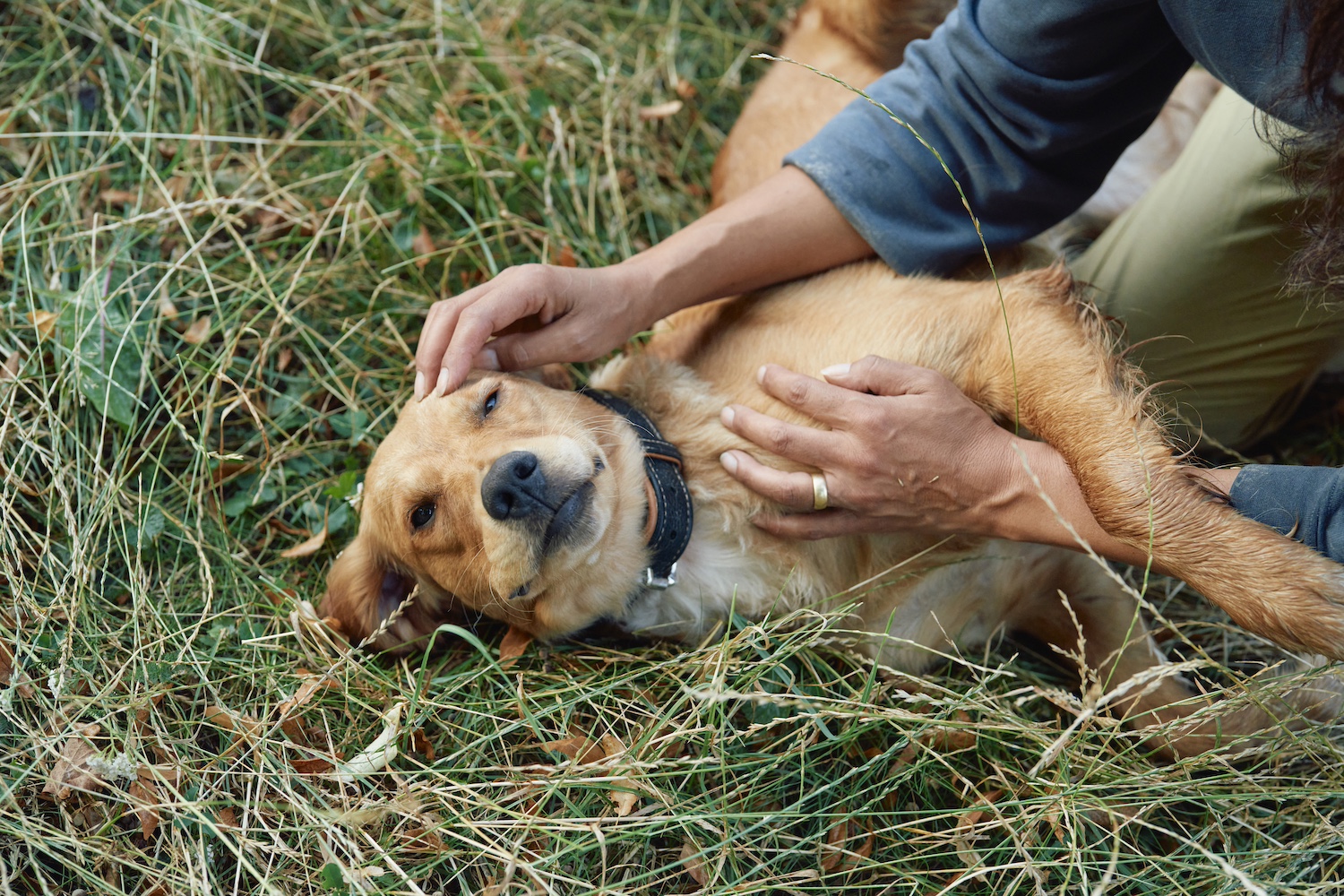 How the Czech Republic defeated rabies: A success story of mass vaccination