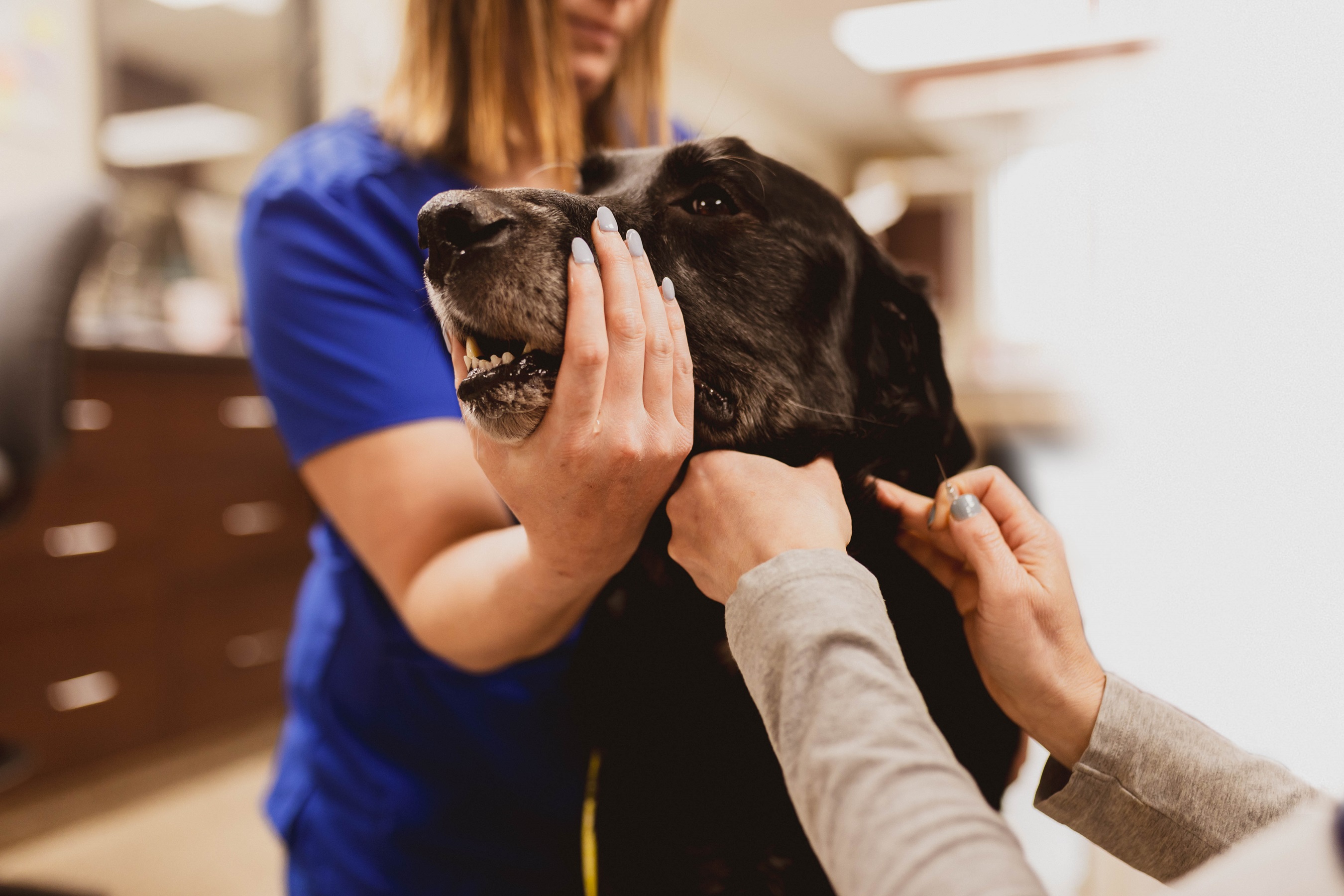 Tierärztliche Versorgung ist mehr als gedacht | Boehringer Ingelheim AT, image size:2700x1800
