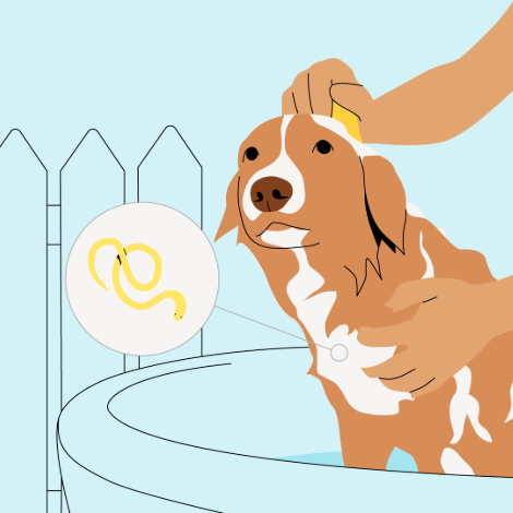 Dog parasites: What you should know | Boehringer Ingelheim
