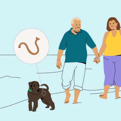 Image showcasing Dog parasites: What you should know | Boehringer Ingelheim
