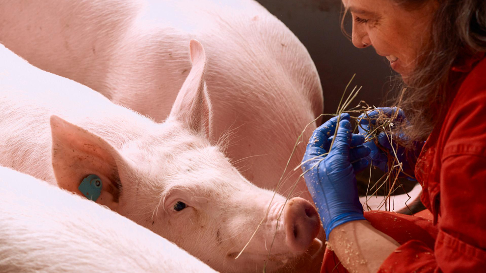 Swine | Boehringer Ingelheim