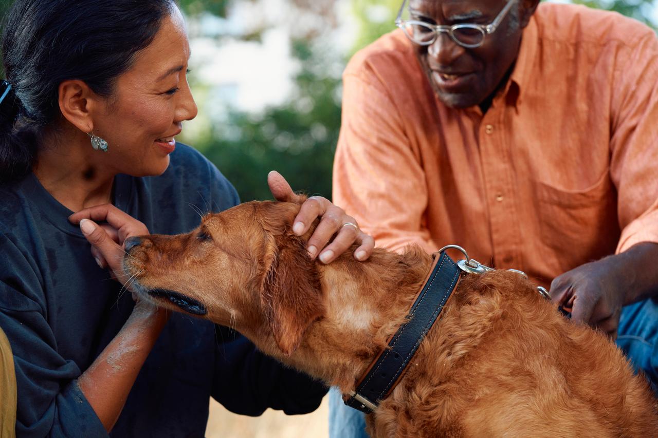 Herzkrankheiten bei Hunden: Dinge, die Sie wissen sollten | Boehringer  Ingelheim AT, image size:1280x853
