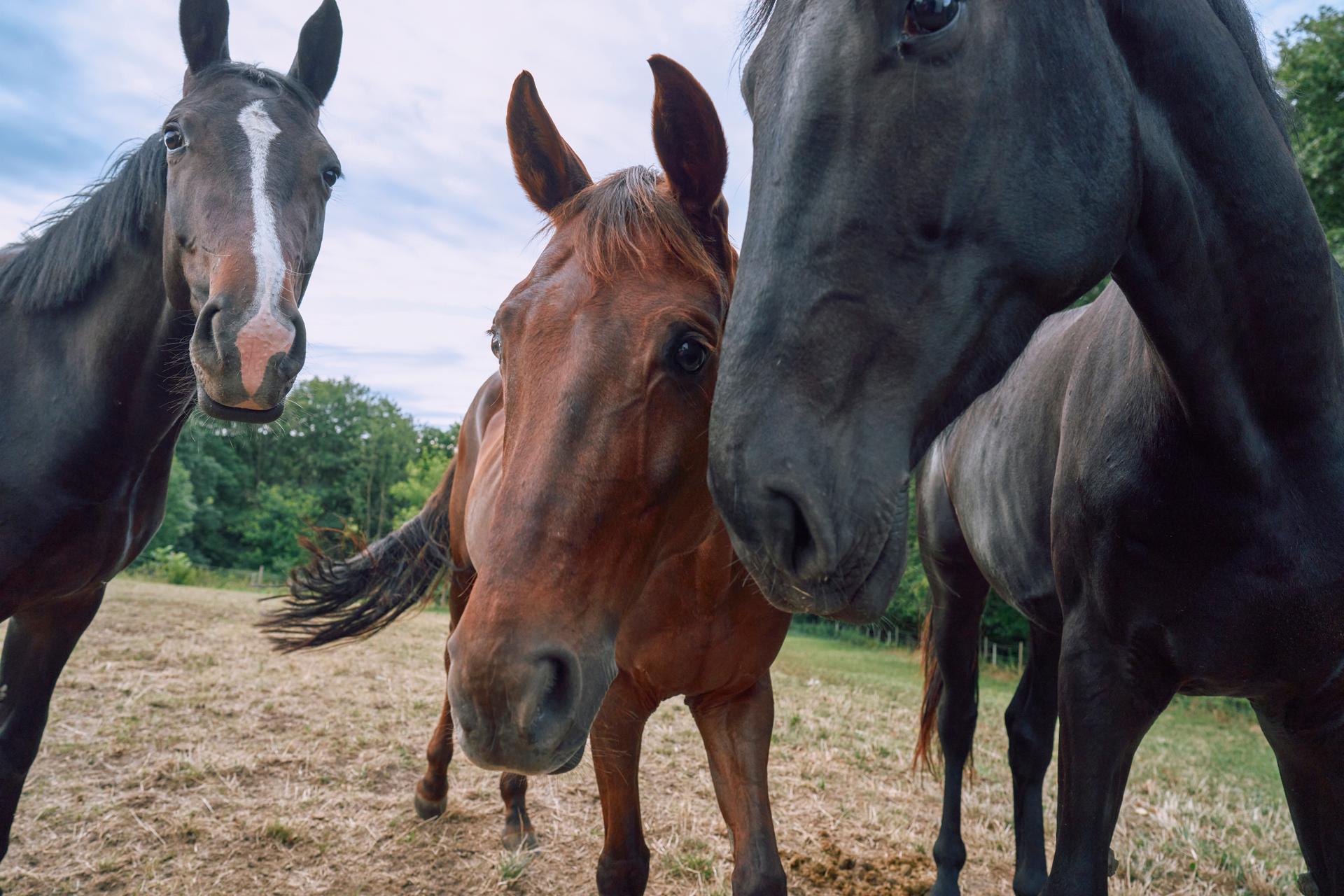 Comment prendre soin de votre cheval à chaque étape de sa vie ...