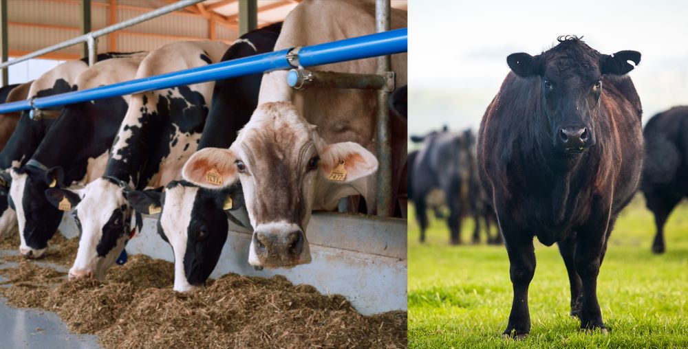 Bovins | Boehringer Ingelheim CA