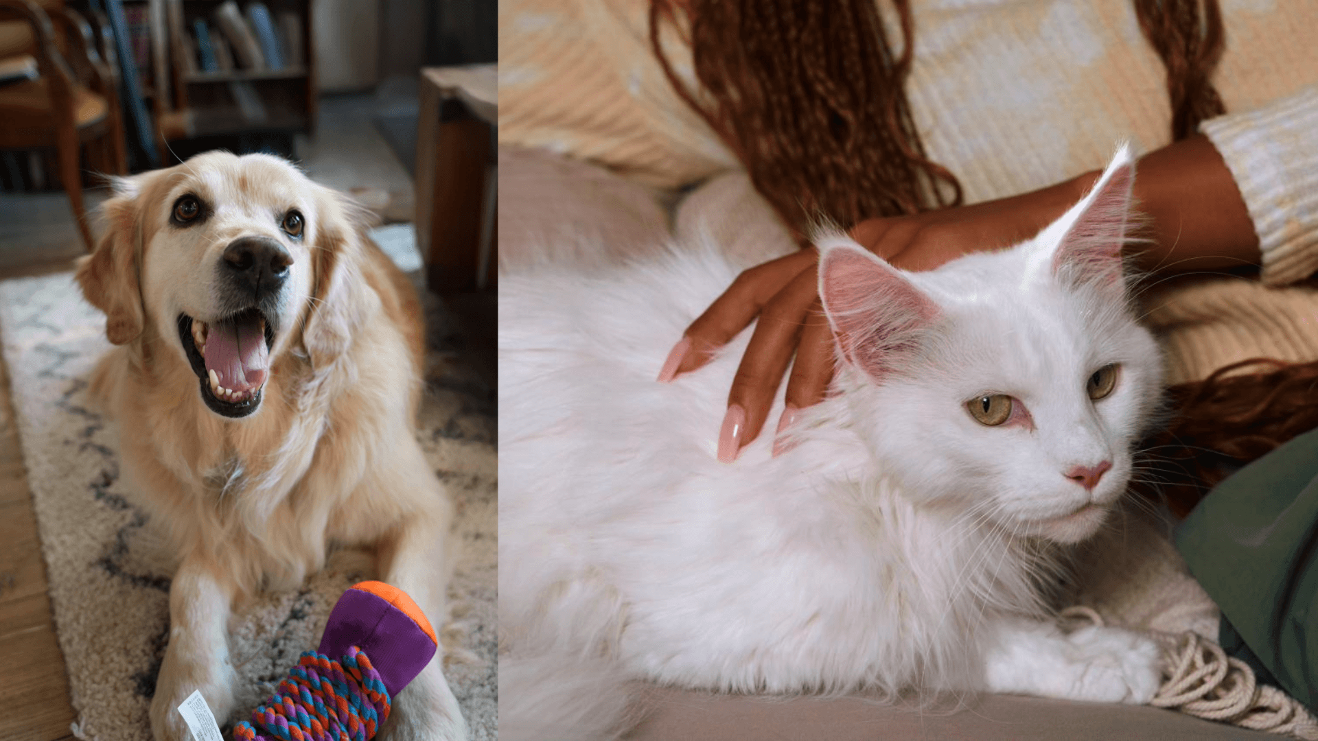 Cats | Boehringer Ingelheim