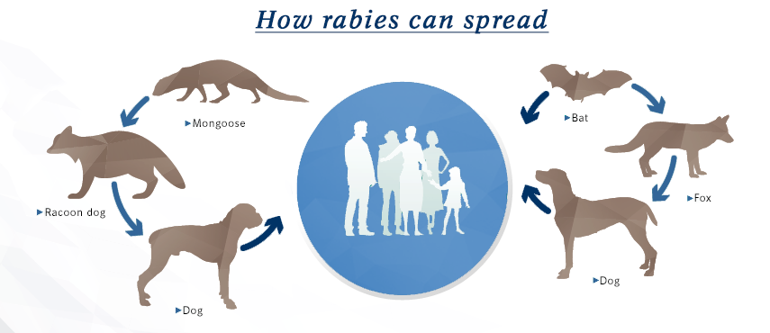 infographic of how rabies in pets spread