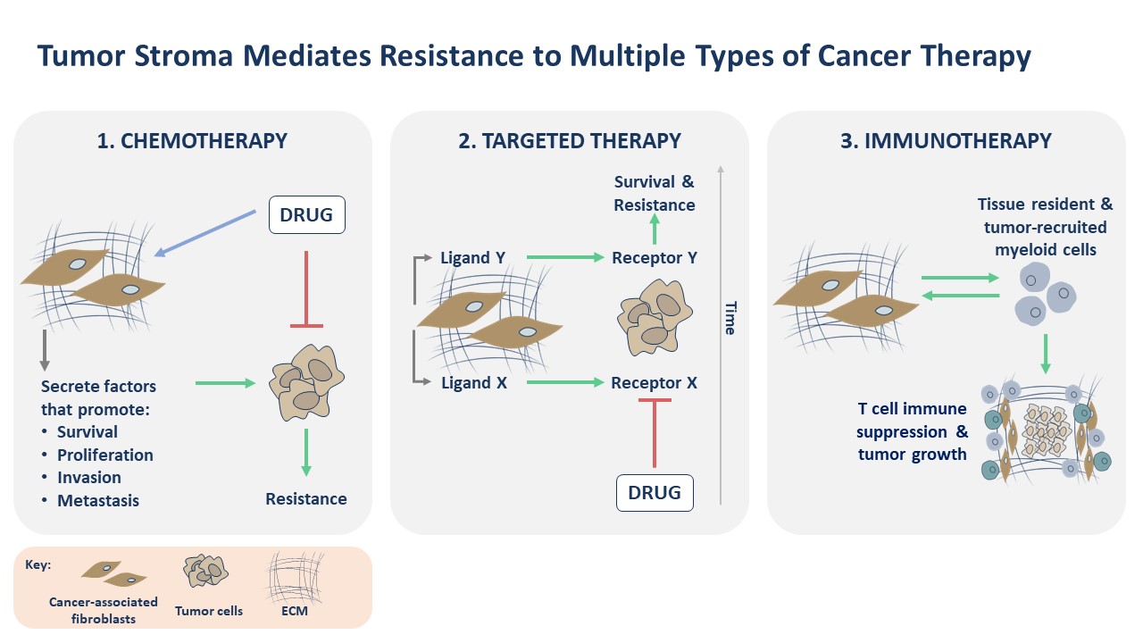 Targeting Tumor Stroma - Oncology & Cancer Treatment