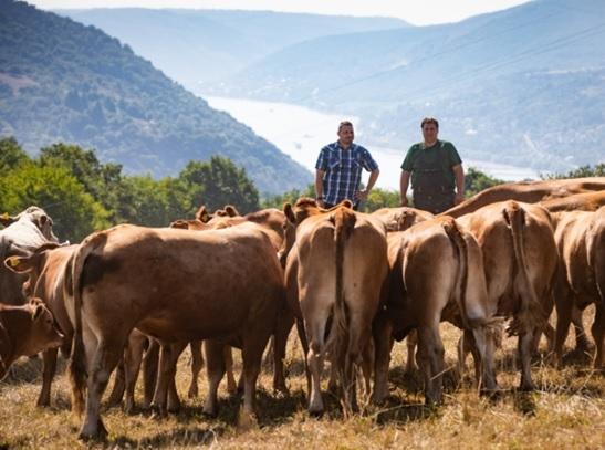 Group Large Ruminants Ruminants | Boehringer Ingelheim CH