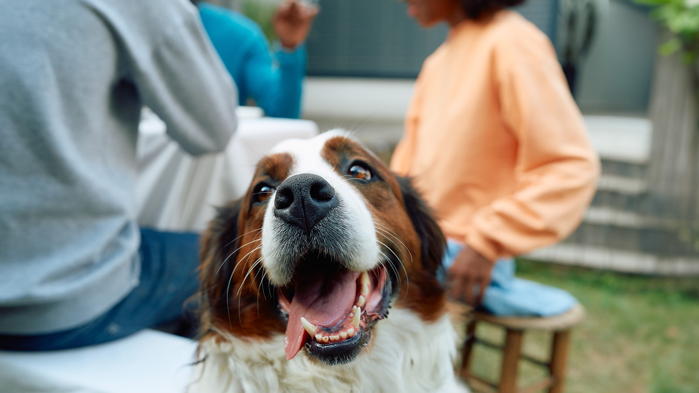Ein Hund legt sich mit einem Tierarzt und seinem Besitzer im Hintergrund hin