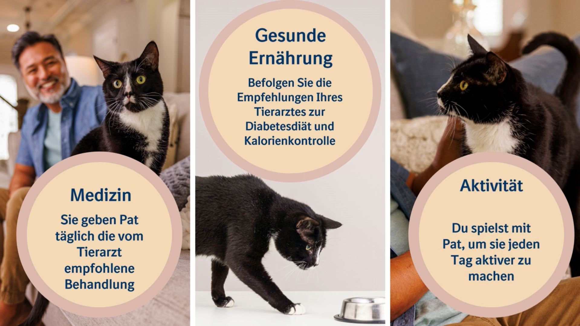 Katzen Diabetes Ohne Insulin Behandeln www.boehringer-ingelheim.com