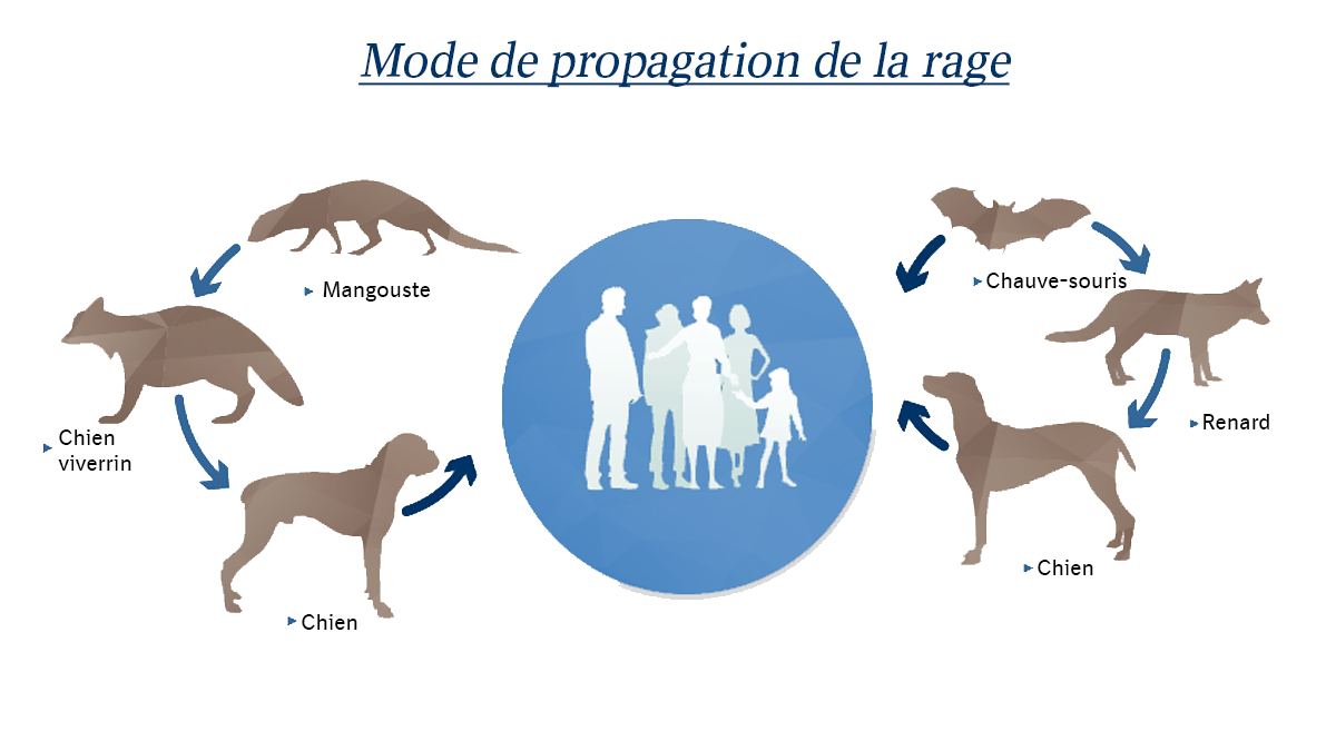 La rage et la faune sauvage : 5 choses que vous devez savoir ...