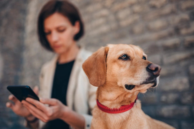 A woman on her phone next to a dog