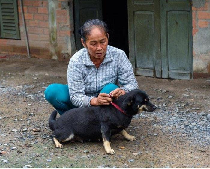 Fighting Rabies One step further in fighting rabies in Vietnam | Boehringer Ingelheim IN