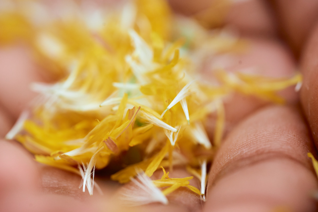 ベーリンガーインゲルハイム Life Forward