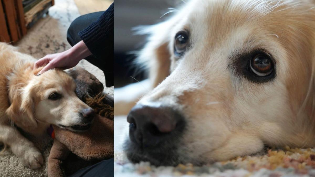 Protecting pets from parasites | Boehringer Ingelheim