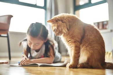 ベーリンカーインゲルハイム 猫 ゴールド腎臓型トレイ 猫の慢性腎臓病 | ベーリンガーインゲルハイム アニマルヘルス
