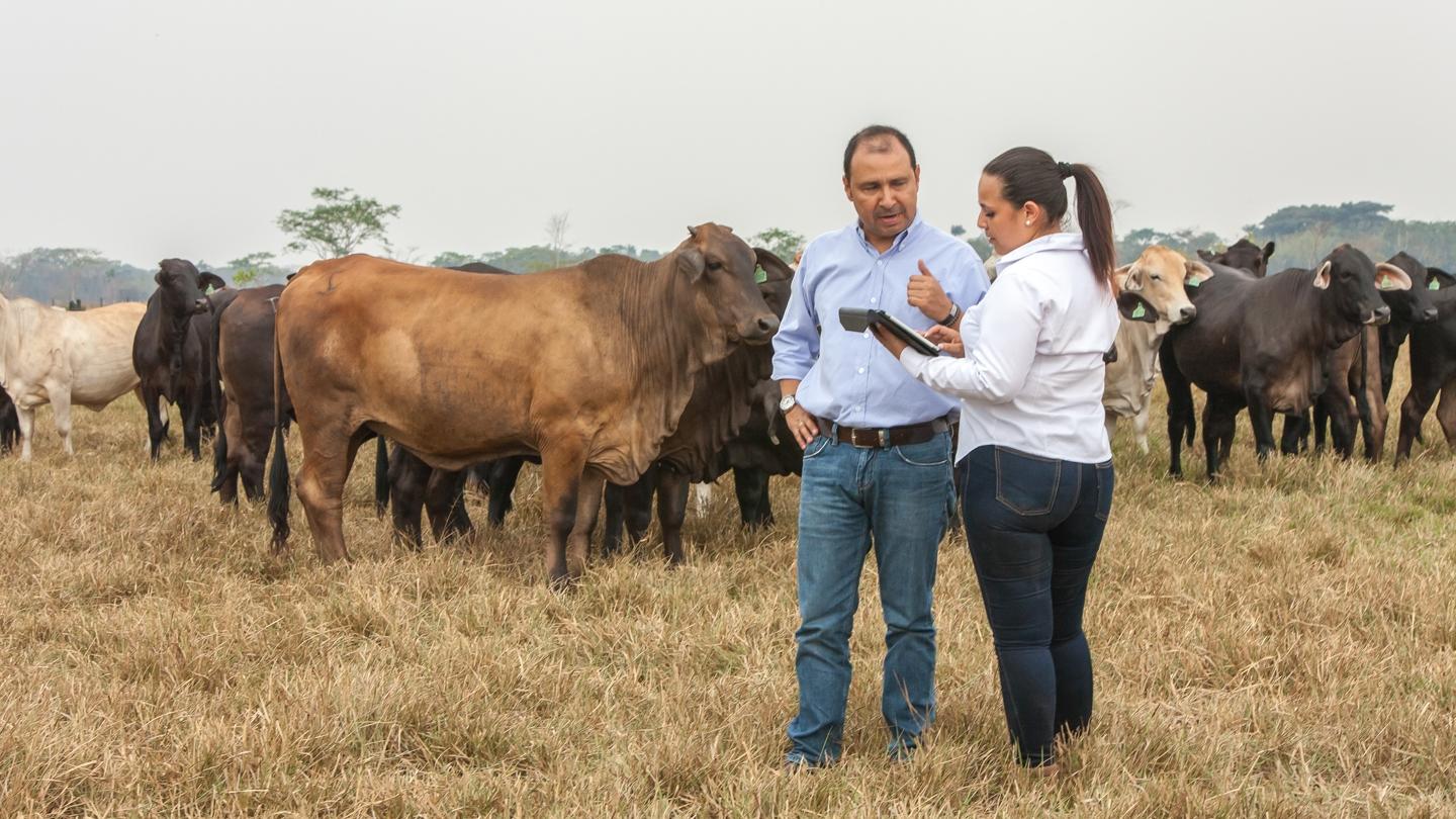 Ruminants | Boehringer Ingelheim UK